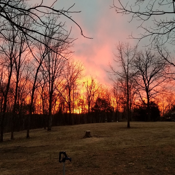 Meet your Posher, Roya - Picture 4 of 4